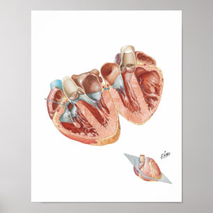 Poster Section transversale du coeur par Frank H. Netter,