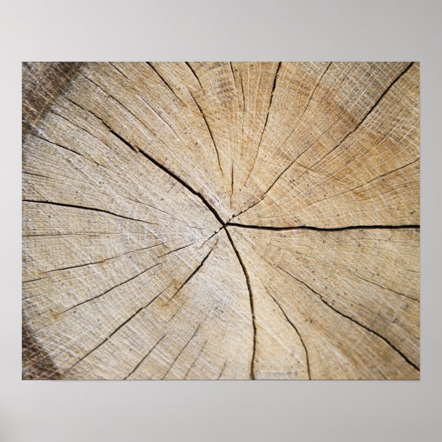 Poster Section transversale du tronc d'arbre (Devant)