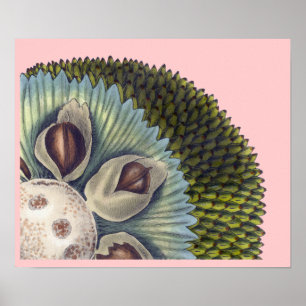 Poster Section transversale d'une fruit à pain -