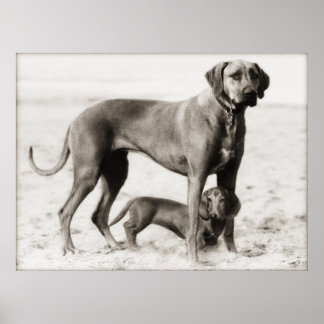 Poster sécurité intérieure