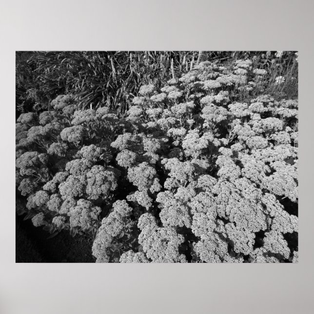 Poster Sedum Automne Joy (B&W) (Devant)