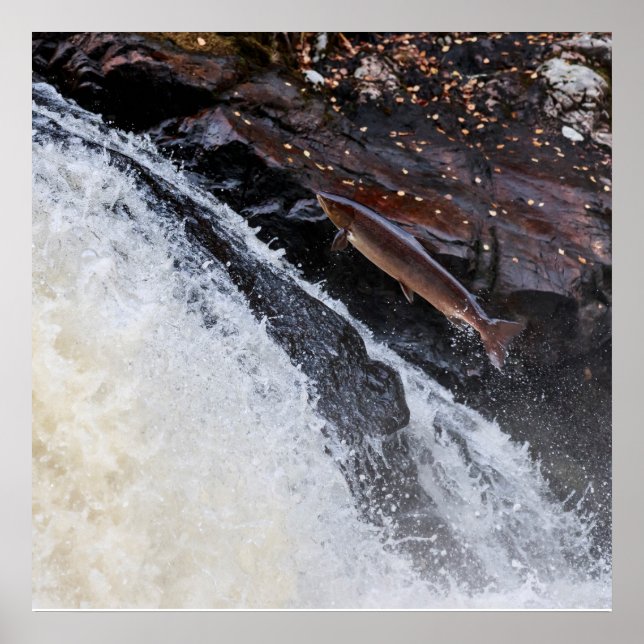 Poster Sel de salmo saumon de l'Atlantique (Devant)