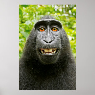 Poster Selfie singe