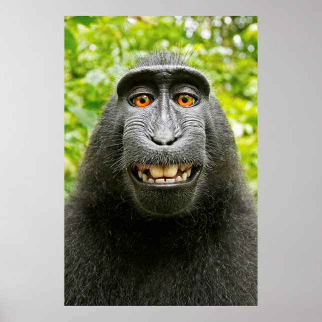 Poster Selfie singe (Devant)