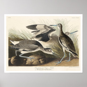 Poster semi-palmé de pinceau ou de filet d'Audubon