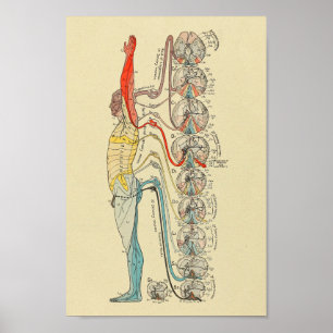 Poster Sensory Innervation Nerves Medical Anatomy Chart