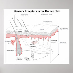 Poster Sensory Receptors in the Human Skin Diagram