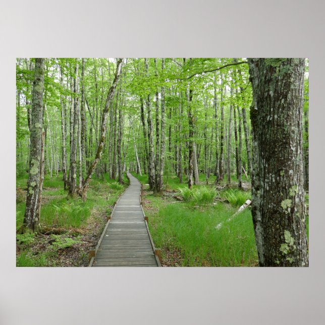 Poster Sentier de planches Jesup Path (Devant)