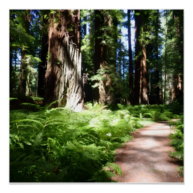 Poster Sentier de Redwood (Devant)