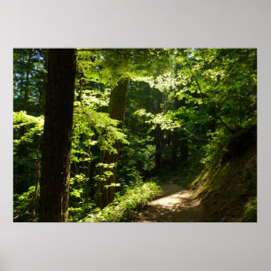 Poster Sentier depuis Silver Falls