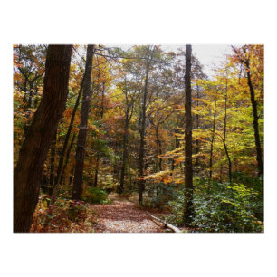 Poster Sentier ensoleillé d'automne dans le parc d'État d