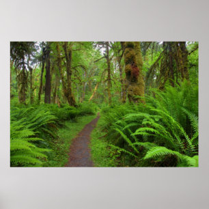 Poster sentier Maple Glade, fougères et mousse couvrent