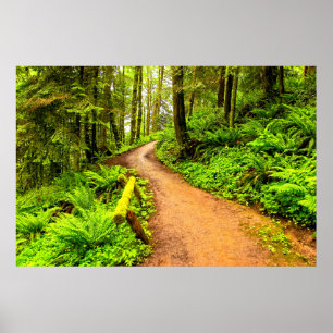 Poster Sentier piéton dans Forest Park