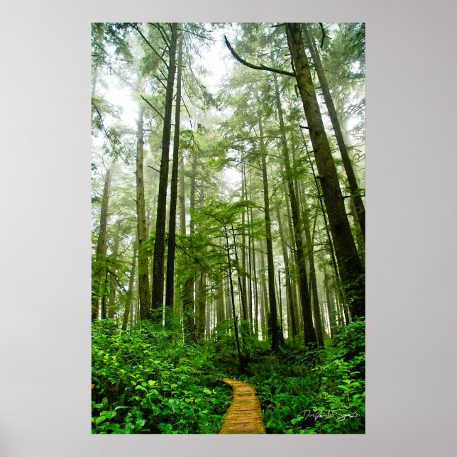 Poster Sentiers sans fin, arbres et contes de la forêt pl (Devant)