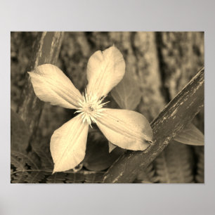 Poster Séphanie Fleur Simple Clematis Tint