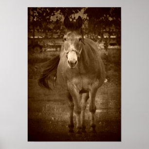 Poster Sepia Bonjour