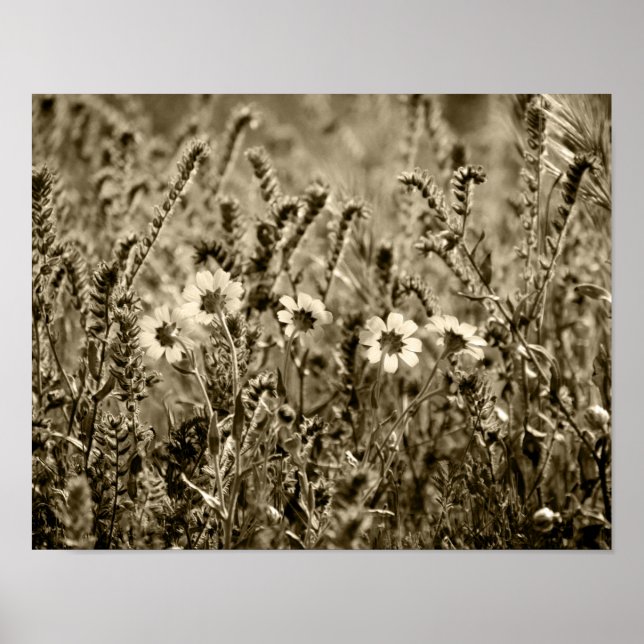 Poster Sepia Botany (Devant)