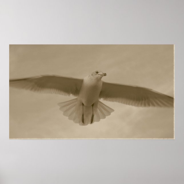 Poster Sepia Gull (Devant)