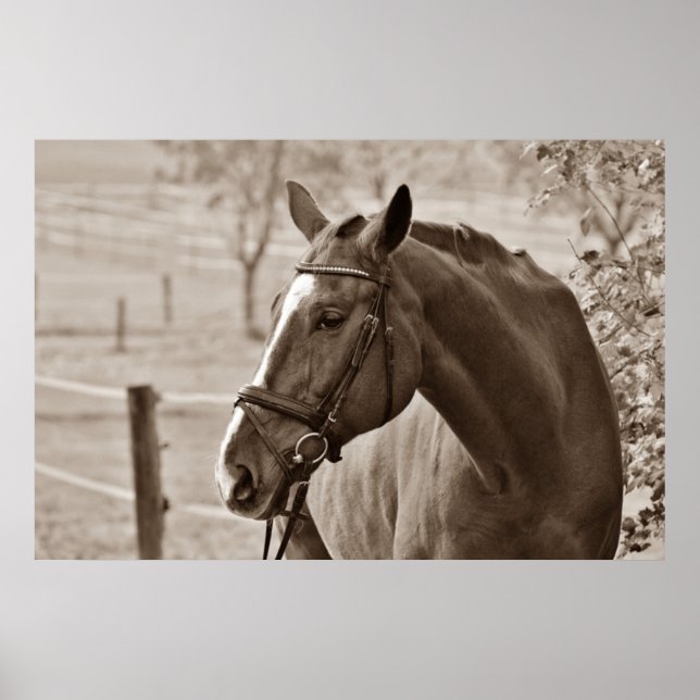 Poster Sepia Horse - Oeuvre de photographie animale (Devant)