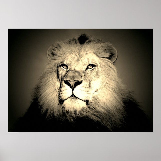 Poster Sepia Lion - Animaux sauvages Vieux Mode Photograp (Devant)