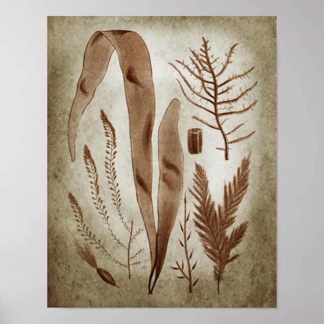 Poster Sepia Seaweed Botanical Imprimer no 2 Lake House A (Devant)