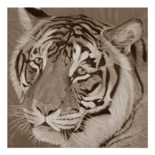 Poster sepia tiger gros chat faune originale art réaliste