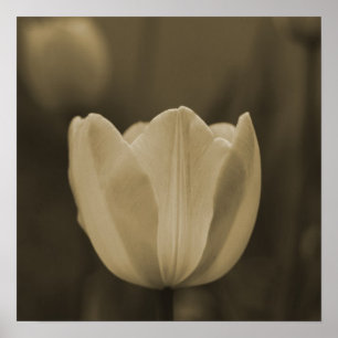 Poster Sepia Tone Single Tulip Flower Imaginative