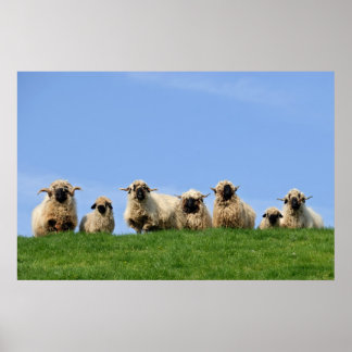Poster sept moutons curieux de rasta