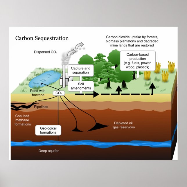 Poster Séquestration du dioxyde de carbone par le Plante  (Devant)