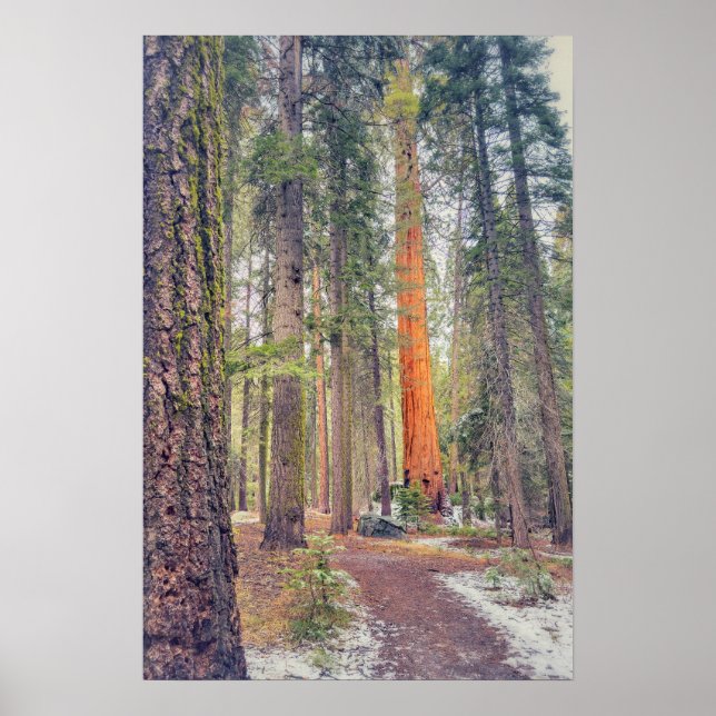 Poster Séquoia en forêt (Devant)