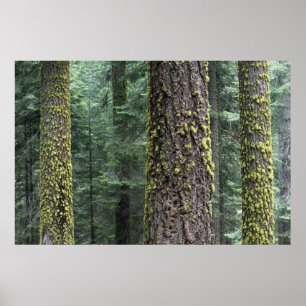 Poster Séquoia géant dans la forêt, Séquoia et