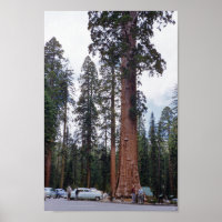 Sequoia Tree en Californie Vintage voyage 1952