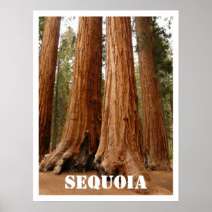 Poster Sequoia Trees, Sequoia National Park, Californie