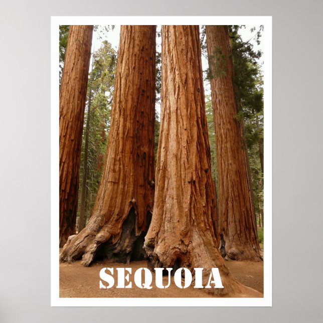 Poster Sequoia Trees, Sequoia National Park, Californie (Devant)