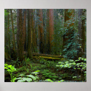 Poster Séquoias de Muir Woods National Monument