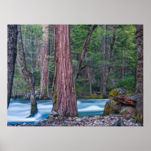 Poster Sequoias & Merced River Yosemite National Park, CA