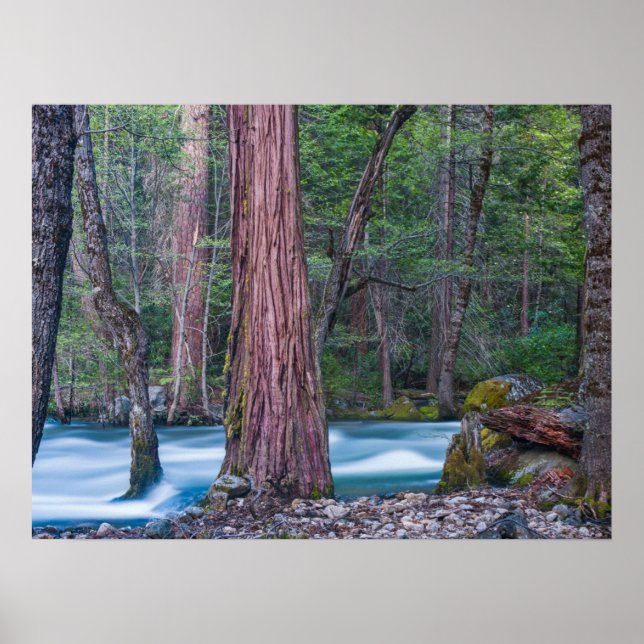 Poster Sequoias & Merced River Yosemite National Park, CA (Devant)