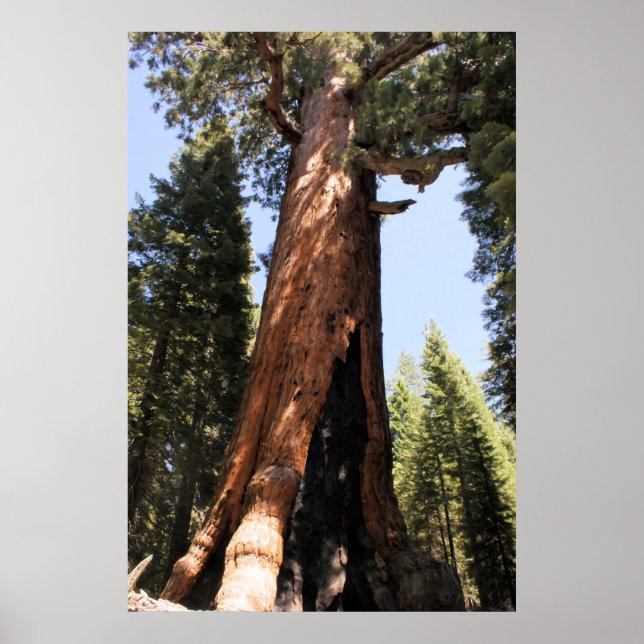 Poster Séquoie de Yosemite imprimé photo (Devant)