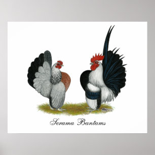 Poster Serama Bantams