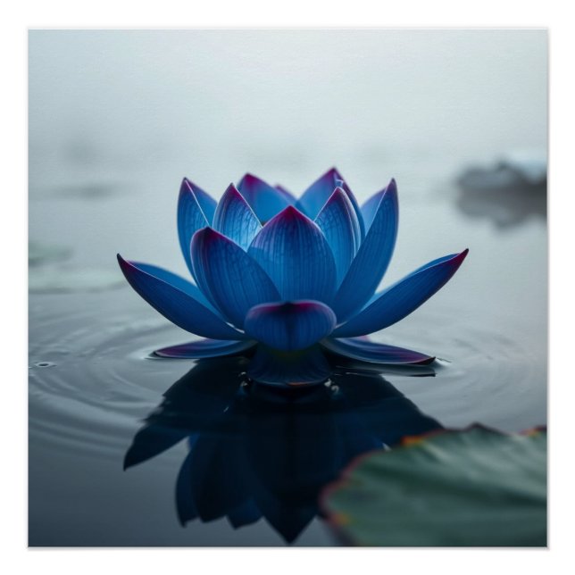 Poster serene blue water lotus (Devant)