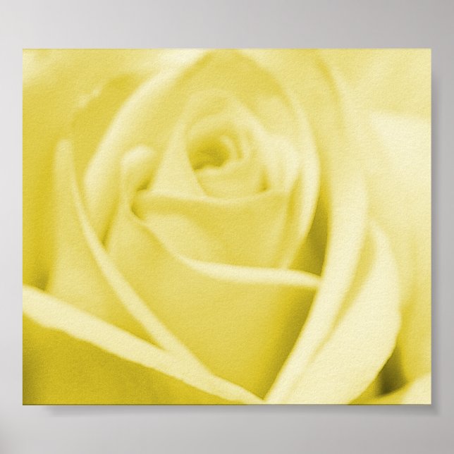 Poster Serene Yellow Rose - affiche/impression (Devant)