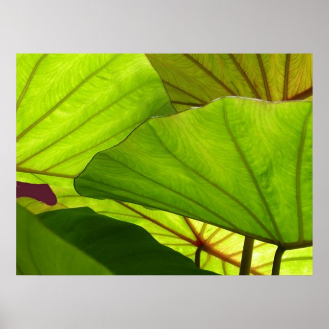 Poster Sérénité (Devant)