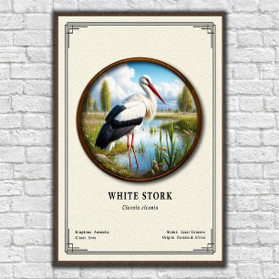 Poster Série de zoologie de la cigogne blanche