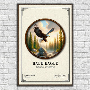Poster Série de zoologie de l'aigle à tête blanche