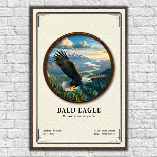 Poster Série de zoologie de l'aigle à tête blanche
