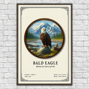 Poster Série de zoologie de l'aigle à tête blanche