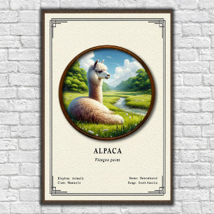 Poster Série de zoologie de l'alpaca