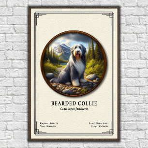 Poster Série de zoologie du Colley barbu