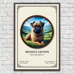 Poster Série de zoologie du Griffon de Bruxelles