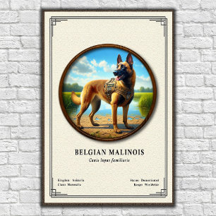 Poster Série de zoologie du Malinois belge